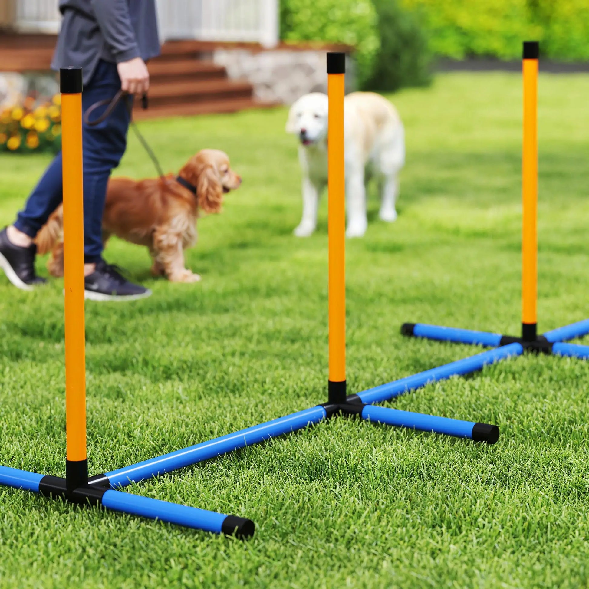 Nancy's Colere Honden Trainingsset - Behendigheidsset - Hondentraining - Oranje / Blauw