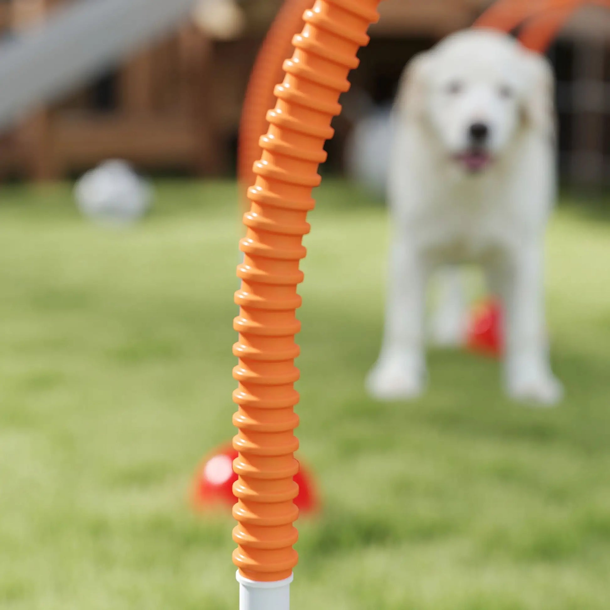 Nancy's Colfiorito Honden Trainingsset - Hondenparcours - Behendigheidsset - Trainingparcours - Blauw / Oranje